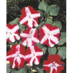 Seminte IMPATIENS walleriana Balance F1 Red Star - Sporul casei