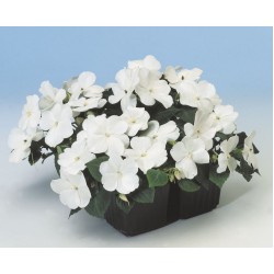 Seminte IMPATIENS walleriana Balance F1 White -Sporul casei