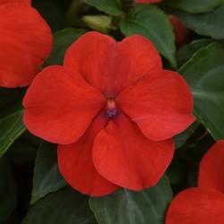 Seminte IMPATIENS walleriana Beacon F1 Red Bright - Sporul casei