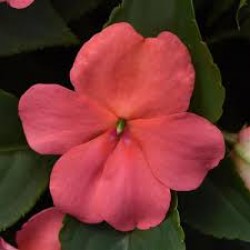 Seminte IMPATIENS walleriana Beacon F1 Coral - Sporul casei