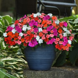 Seminte IMPATIENS walleriana Beacon F1 Mix Select - Sporul casei