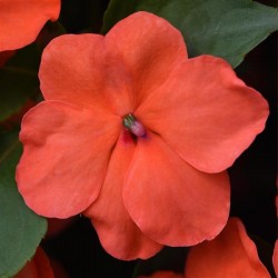 Seminte IMPATIENS walleriana Beacon F1 Salmon - Sporul casei