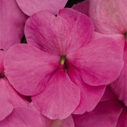 Seminte IMPATIENS walleriana LOLLIPOP F1 Bubblegum (Pink) - Sporul Casei