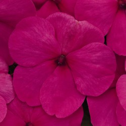 Seminte IMPATIENS walleriana LOLLIPOP F1 Fruit Punch (Rose) - Sporul Casei