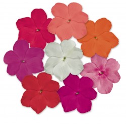 Seminte IMPATIENS walleriana LOLLIPOP F1 Mix Maxi - Sporul Casei