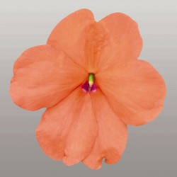 Seminte IMPATIENS walleriana LOLLIPOP F1 Peach (Salmon) - Sporul Casei