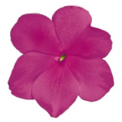 Seminte IMPATIENS walleriana LOLLIPOP F1 Raspberry (Violet) - Sporul Casei