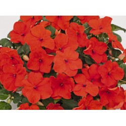 Seminte IMPATIENS walleriana LOLLIPOP F1 Tangerine (deep-salmon) -Sporul casei