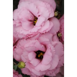 Seminte LISIANTHUS (Eustoma grandiflorum) ABC F1 1 Rose Deep 