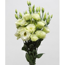 Seminte LISIANTHUS (Eustoma grandiflorum) ABC F1 1 Green 