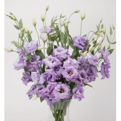 Seminte LISIANTHUS (Eustoma grandiflorum) ABC F1 2 Lavender 