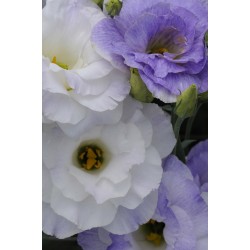 Seminte LISIANTHUS (Eustoma grandiflorum) ABC F1 2 Misty Blue 