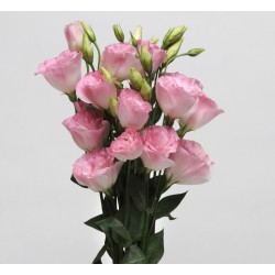 Seminte LISIANTHUS (Eustoma grandiflorum) ABC F1 2 Misty Pink