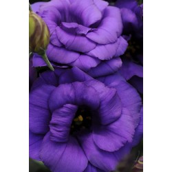 Seminte LISIANTHUS (Eustoma grandiflorum) ABC F1 1 Purple 