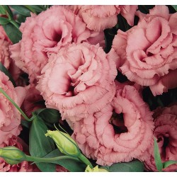 Seminte LISIANTHUS (Eustoma grandiflorum) ABC F1 2 Rose 