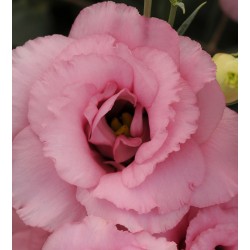 Seminte LISIANTHUS (Eustoma grandiflorum) ABC F1 3 Rose 