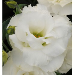 Seminte LISIANTHUS (Eustoma grandiflorum) ABC F1 1 White 