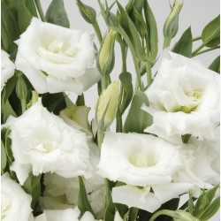 Seminte LISIANTHUS (Eustoma grandiflorum) ABC F1 3 White 