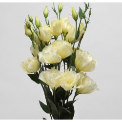 Seminte LISIANTHUS (Eustoma grandiflorum) ABC F1 1 Yellow 