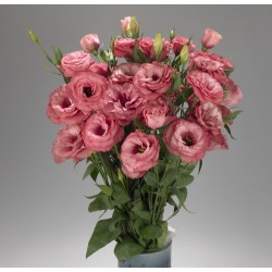 Seminte LISIANTHUS (Eustoma grandiflorum) ADVANTAGE F1 2-3 Cherry Sorbet