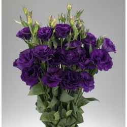 Seminte LISIANTHUS (Eustoma grandiflorum) ADVANTAGE F1 2-3 Purple