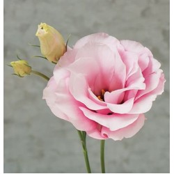 Seminte LISIANTHUS (Eustoma grandiflorum) ARENA F1 3 Baby Pink