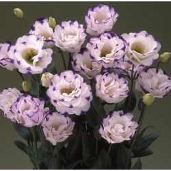 Seminte LISIANTHUS (Eustoma grandiflorum) Arena F1 3 Blue Picotee