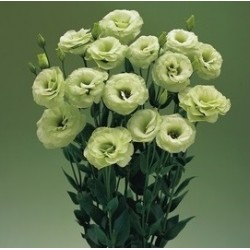 Seminte LISIANTHUS (Eustoma grandiflorum) ARENA F1 3 Green