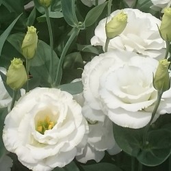 Seminte LISIANTHUS (Eustoma grandiflorum) Arena F1 3 Mont Blanc