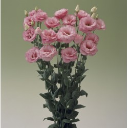 Seminte LISIANTHUS (Eustoma grandiflorum) ARENA F1 3 Pink