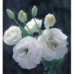 Seminte LISIANTHUS (Eustoma grandiflorum) ARENA F1 1 Pure White