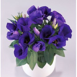 Seminte LISIANTHUS (Eustoma grandiflorum) CARMEN F1 Blue