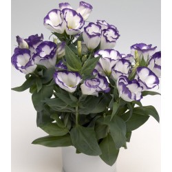 Seminte LISIANTHUS (Eustoma grandiflorum) CARMEN F1 Blue Rim