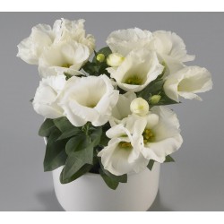 Seminte LISIANTHUS (Eustoma grandiflorum) CARMEN F1 Ivory