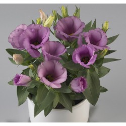 Seminte LISIANTHUS (Eustoma grandiflorum) CARMEN F1 Lilac