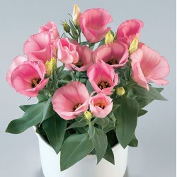 Seminte LISIANTHUS (Eustoma grandiflorum) CARMEN F1 Rose