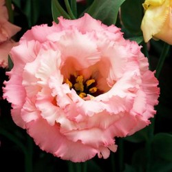 Seminte LISIANTHUS (Eustoma grandiflorum) CORELLI F1 3 Apricot