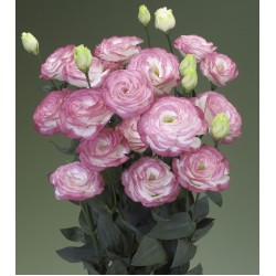 Seminte LISIANTHUS (Eustoma grandiflorum) CROMA F1 3 Pink Picotee