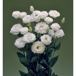 Seminte LISIANTHUS (Eustoma grandiflorum) CROMA F1 3 Silky White