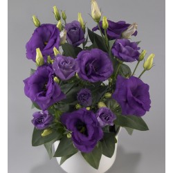 Seminte LISIANTHUS (Eustoma grandiflorum) ROSIE F1 Lavender Blue