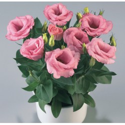 Seminte LISIANTHUS (Eustoma grandiflorum) ROSIE F1 Pink