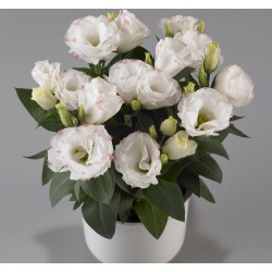 Seminte LISIANTHUS (Eustoma grandiflorum) ROSIE F1 Rose Picotee