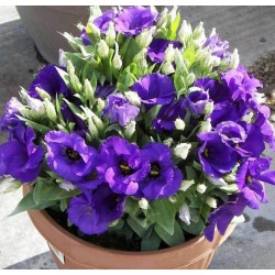 Seminte LISIANTHUS (Eustoma grandiflorum) SAPPHIRE F1 Blue