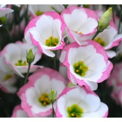 Seminte LISIANTHUS (Eustoma grandiflorum) SAPPHIRE F1 Pink Rim