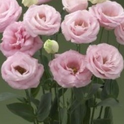 Seminte LISIANTHUS (Eustoma grandiflorum) ARENA F1 3 Clear Pink