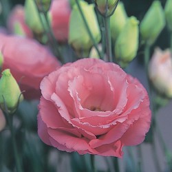 Seminte LISIANTHUS (Eustoma grandiflorum) ARENA F1 3 Rose