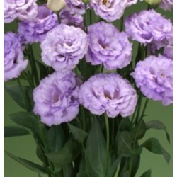 Seminte LISIANTHUS (Eustoma grandiflorum) CORELLI F1 2 Lavender