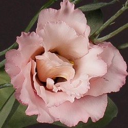 Seminte LISIANTHUS (Eustoma grandiflorum) CORELLI F1 2 Light Pink