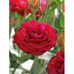 Seminte LISIANTHUS (Eustoma grandiflorum) CROMA F1 3 Red