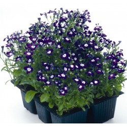 Seminte LOBELIA erinus PALACE Blue with Eye - Lobelia